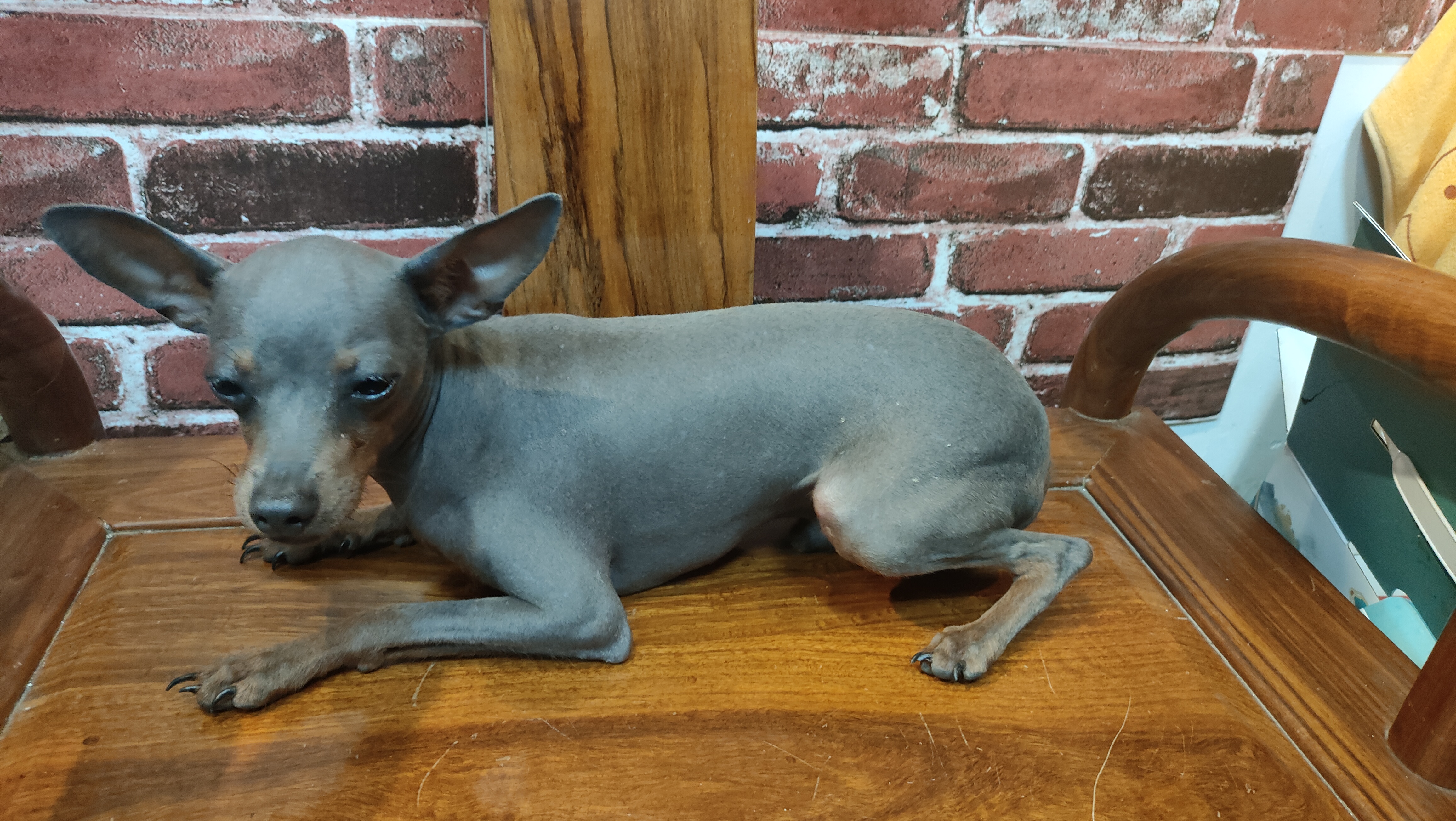 纯种小鹿犬蓝鹿，好品相公狗，品相好，小体型